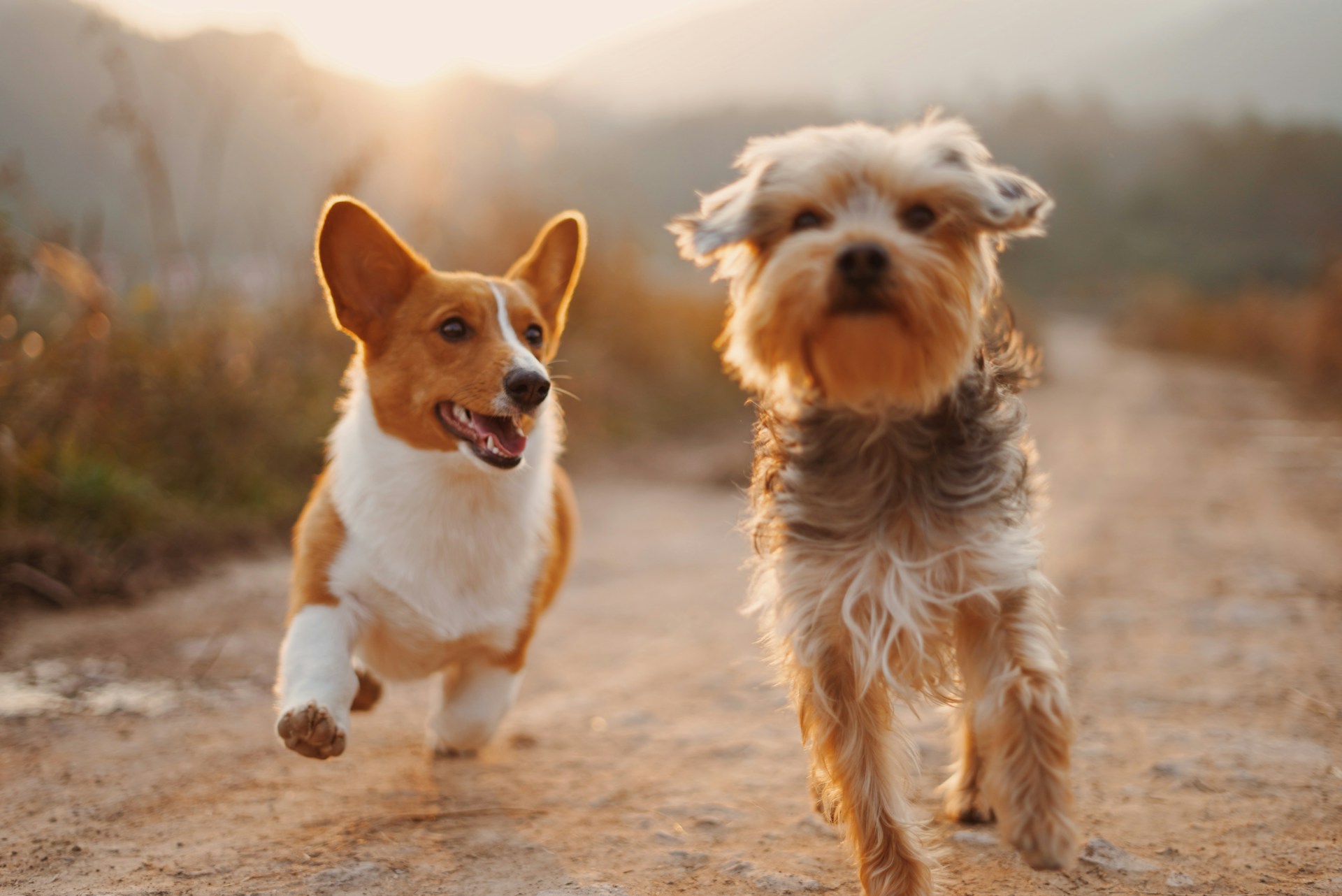 CBD for dogs health and wellbeing